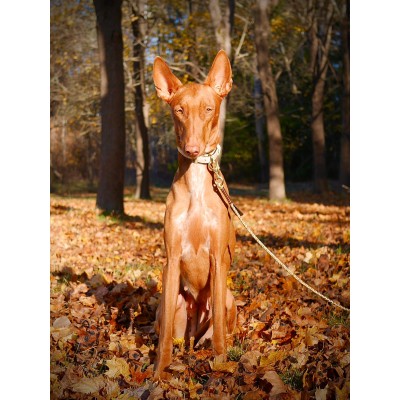 Miniflet, gold dog leash