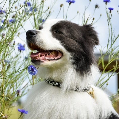 MAXIFLET hundehalsbånd, sort/sølv