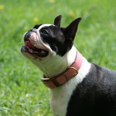 'SMILE AT ME' hundehalsbånd, pink/brun