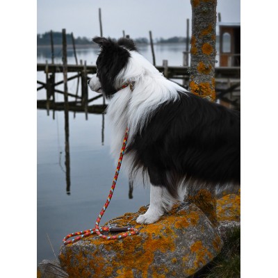 Maxiflet, rainbow dog leash