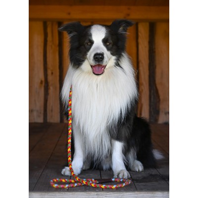 Maxiflet, rainbow dog leash