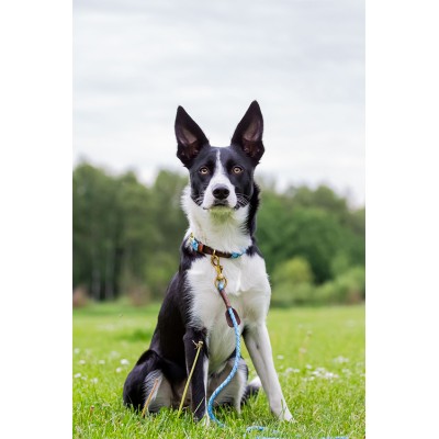 Miniflet dog collar, lightblue, danish design
