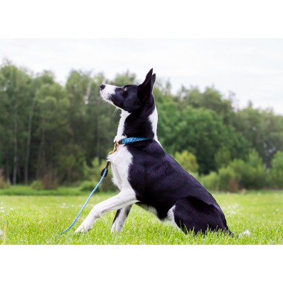 Miniflet dog collar, lightblue, danish design