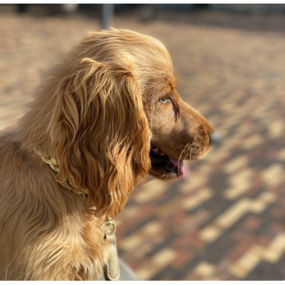 Miniflet dog collar gold, danish design