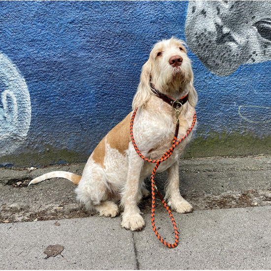 Training-leash, cognac/orange