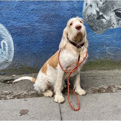 Training-leash, cognac/orange