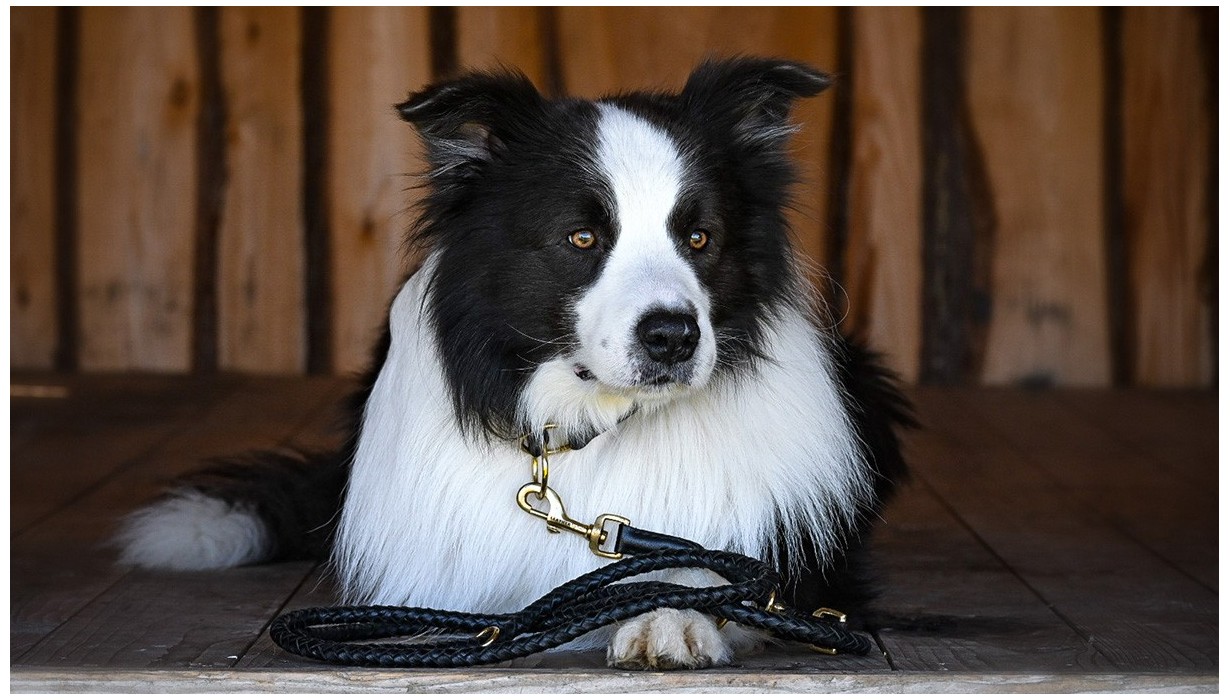 Leather Dressage Leads | Handmade Quality by LEATHER by beth