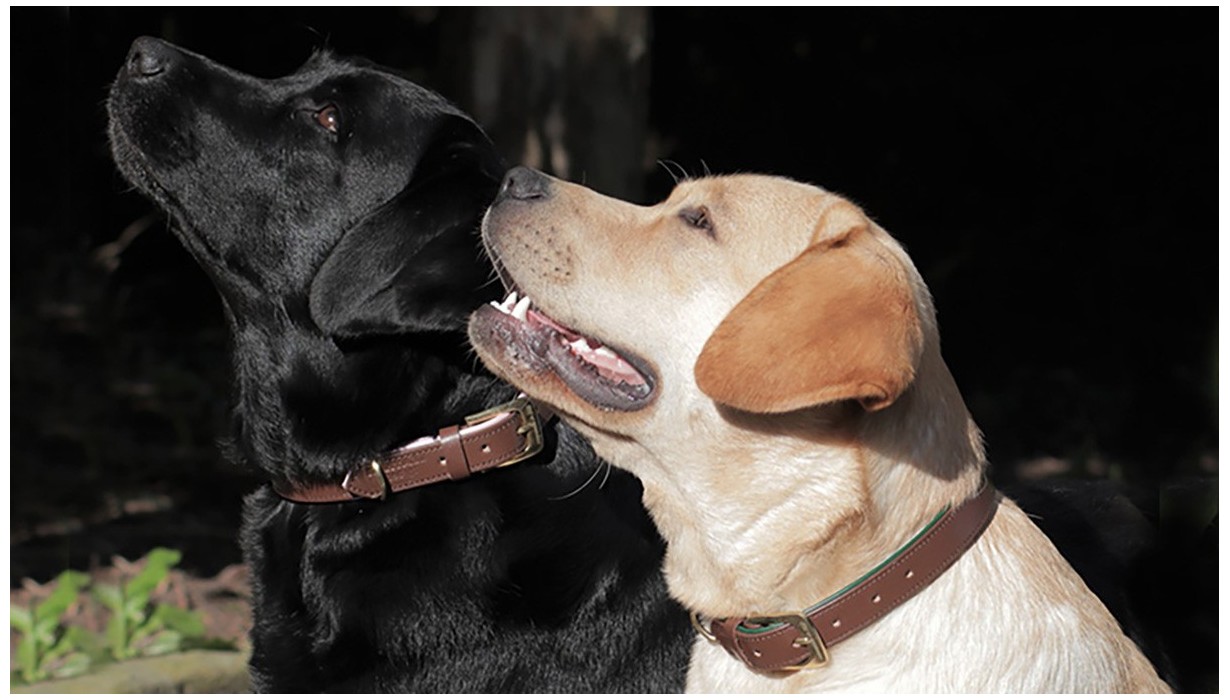 Lederhalsband – nachhaltiges dänisches Design für Hunde | LEATHER by beth