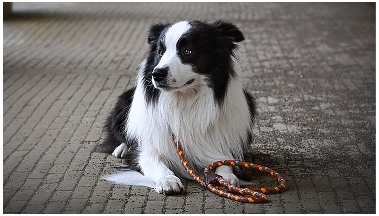 Lederleine für Ihren Hund • Handgefertigtes Design aus Büffelleder